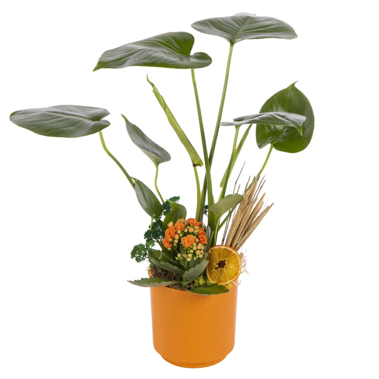 Sunset Monstera Bitkisi