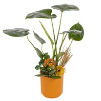 Sunset Monstera Bitkisi