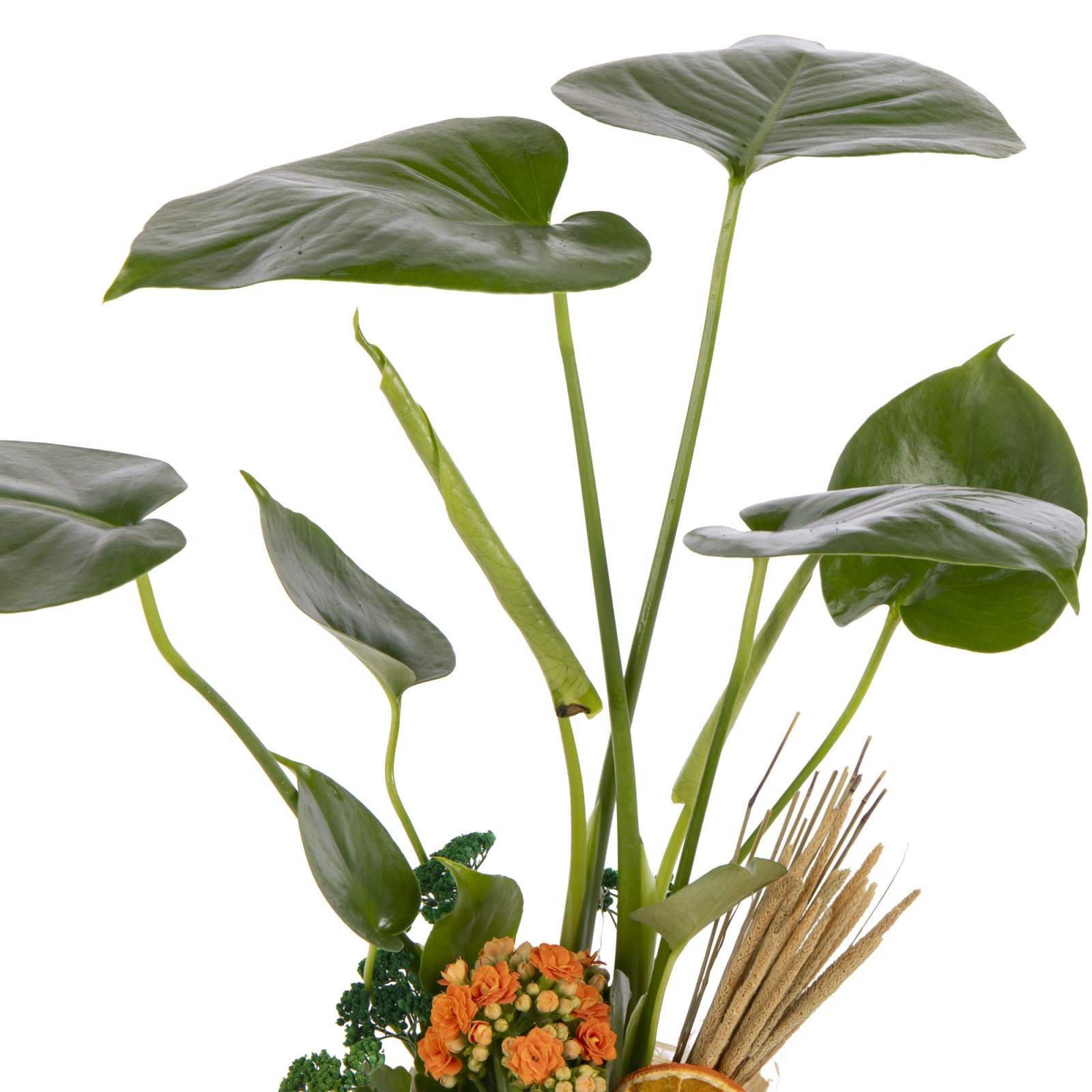Sunset Monstera Bitkisi
