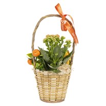 Citrus Orange Kalanchoe Sepeti