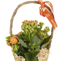 Citrus Orange Kalanchoe Sepeti