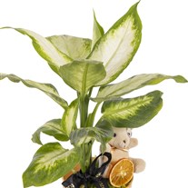 Teddy Bear Difenbahya Bitkisi