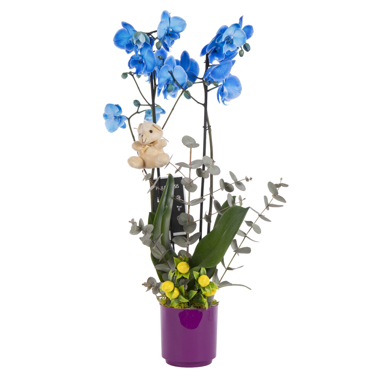 Blue Velvet Ayıcıklı Çift Dallı Mavi Orkide