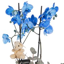 Blue Velvet Ayıcıklı Çift Dallı Mavi Orkide
