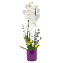 Citrus Pearl Çift Dallı Beyaz Orkide