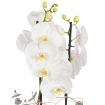 Citrus Pearl Çift Dallı Beyaz Orkide
