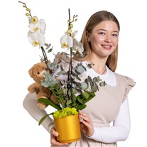 Golden Hug Çift Dallı Beyaz Orkide