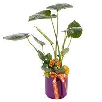 Tropic Aura Starliçe ve Kalanşo