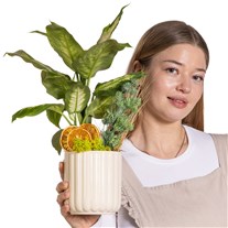 Classic Botanica Difenbahya Bitkisi
