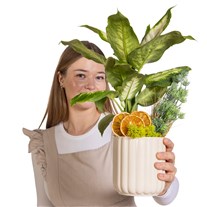 Classic Botanica Difenbahya Bitkisi