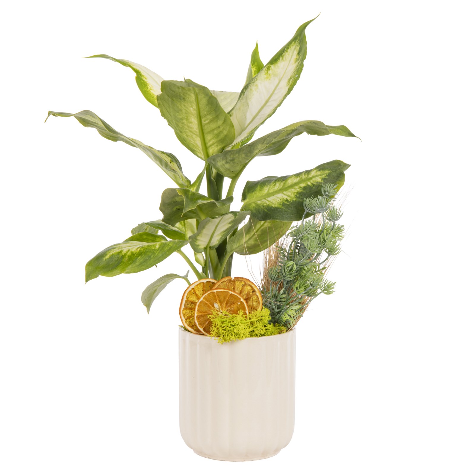 Classic Botanica Difenbahya Bitkisi