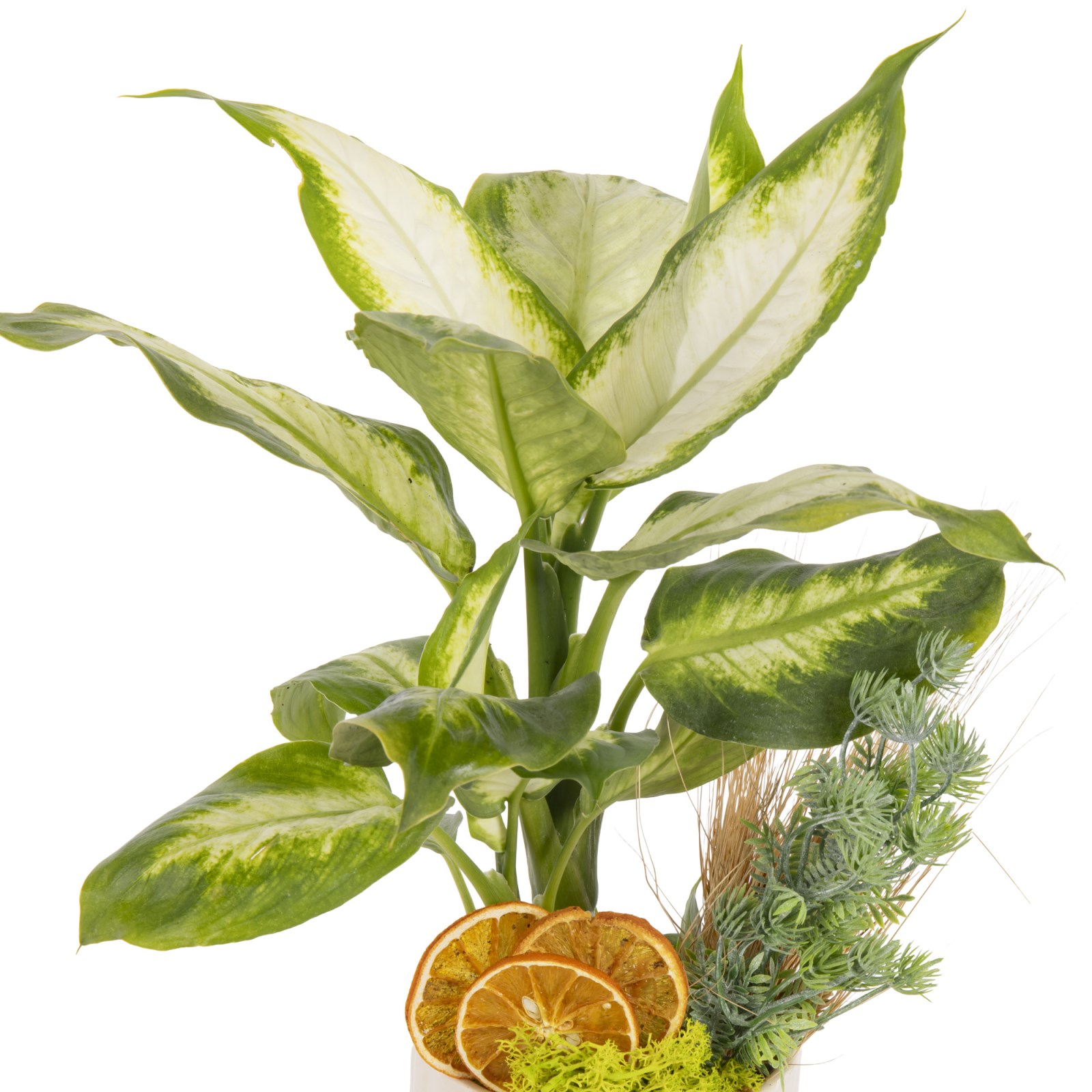 Classic Botanica Difenbahya Bitkisi