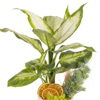 Classic Botanica Difenbahya Bitkisi