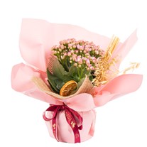 Pink Harmony Kalanşo Çiçeği