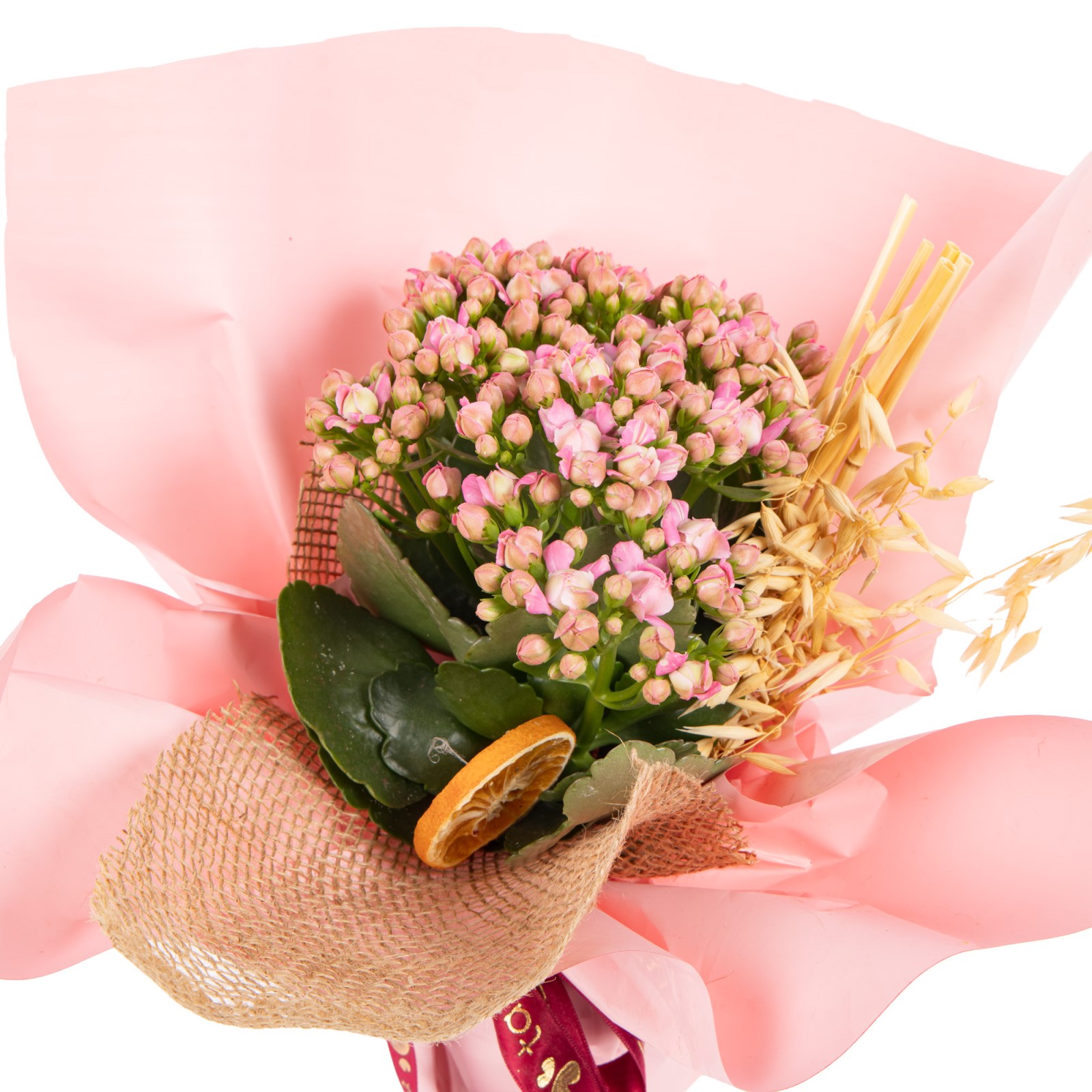 Pink Harmony Kalanşo Çiçeği