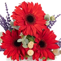 Mini Ruby Gerbera Aranjmanı