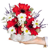 Mini Ruby Gerbera Papatya