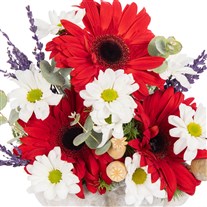 Mini Ruby Gerbera Papatya