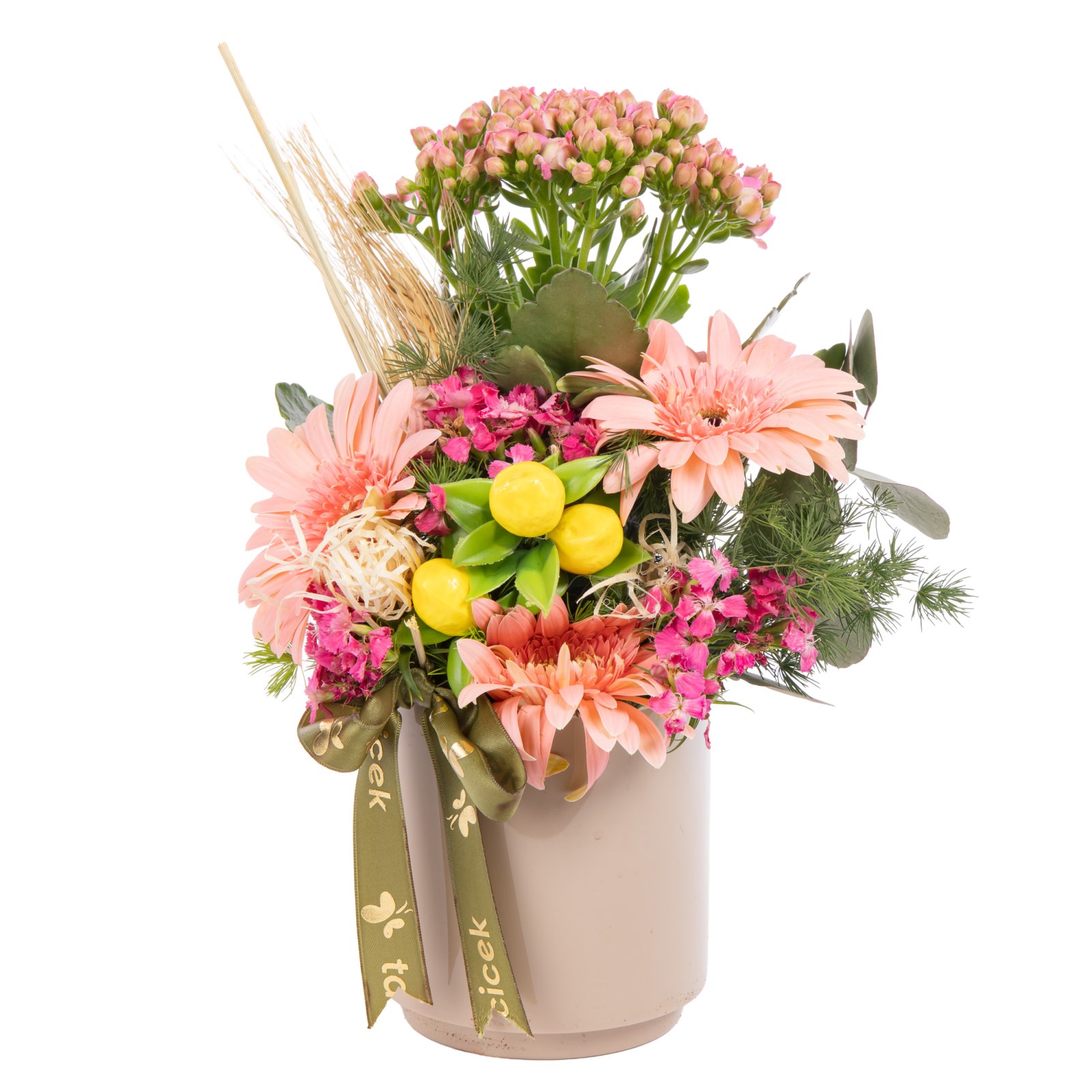 Pastel Dream Kalanşo Gerbera