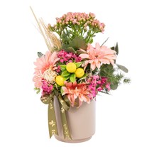 Pastel Dream Kalanşo Gerbera