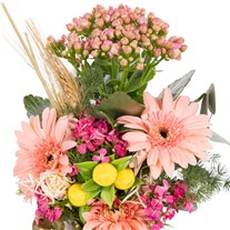 Pastel Dream Kalanşo Gerbera