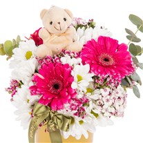 Sweet Bear Gerbera Papatyalar