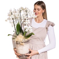 Moonlight Elegance Beyaz Orkide