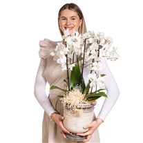 Moonlight Elegance Beyaz Orkide