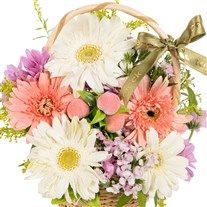 Pastel Harmony Gerbera Sepeti