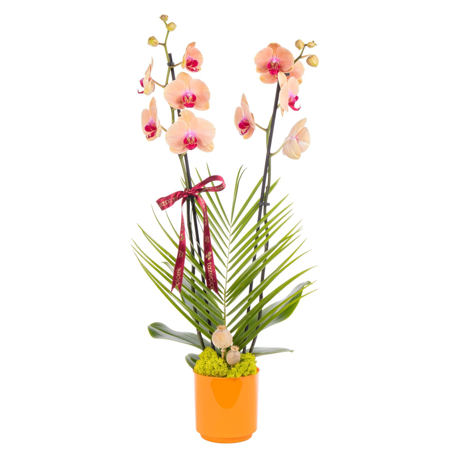 Peach Elegance Çift Dallı Orkide