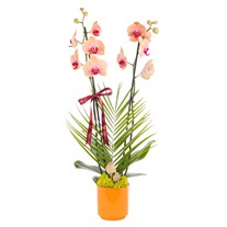 Peach Elegance Çift Dallı Orkide