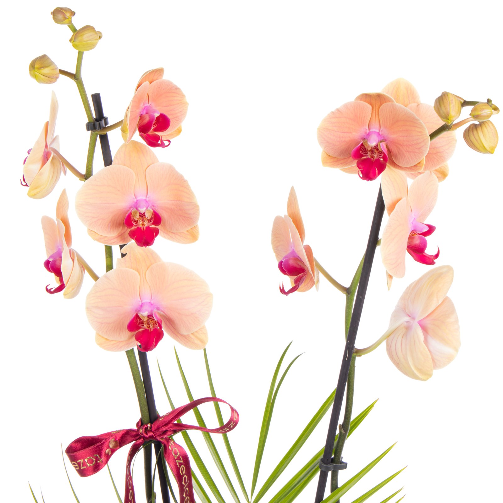 Peach Elegance Çift Dallı Orkide