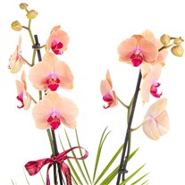 Peach Elegance Çift Dallı Orkide