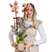 Peach Radiance Çift Dallı Orkide