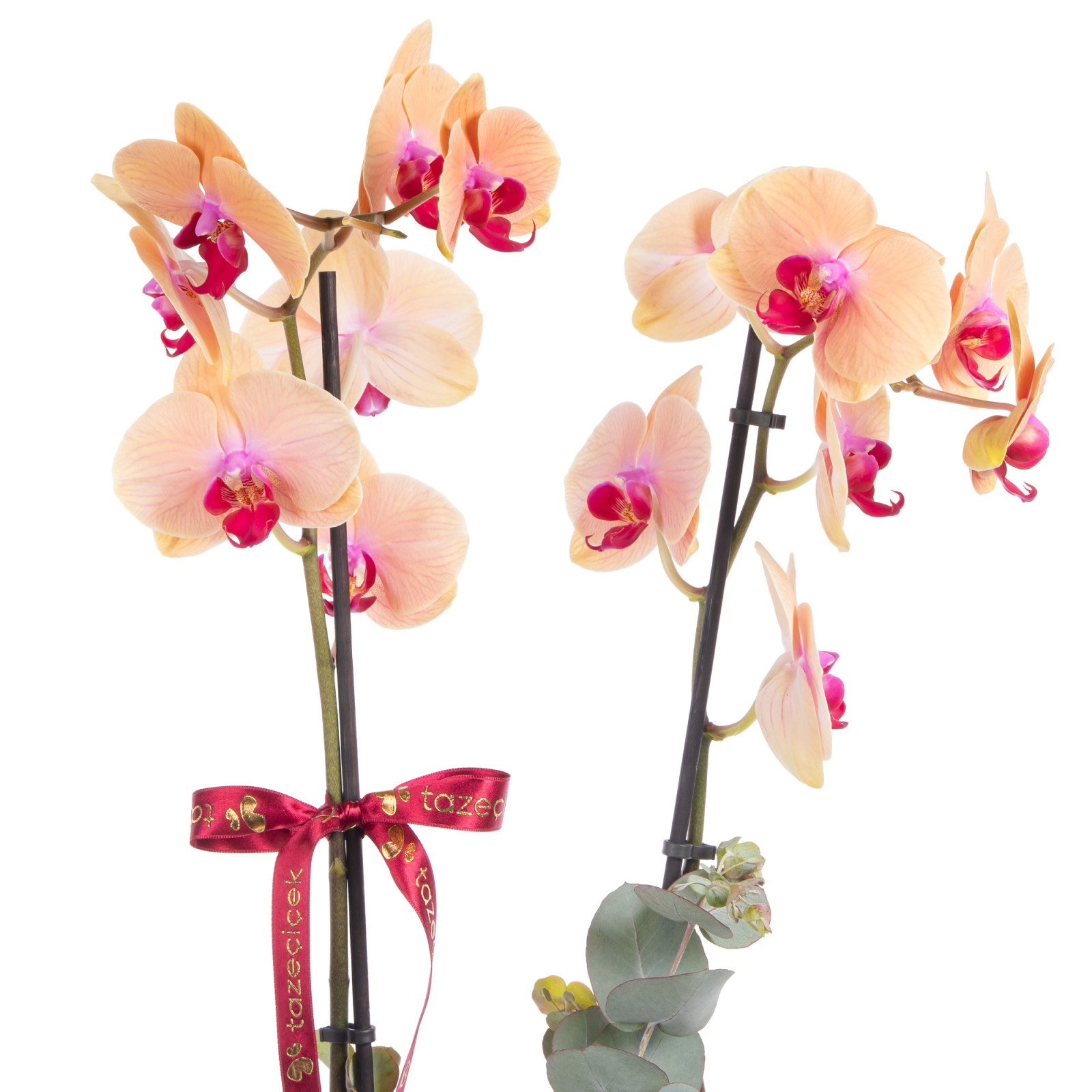 Peach Radiance Çift Dallı Orkide