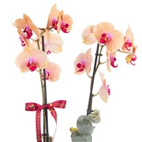 Peach Radiance Çift Dallı Orkide