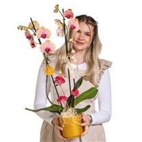 Peach Glow Çift Dallı Orkide