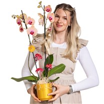 Peach Glow Çift Dallı Orkide