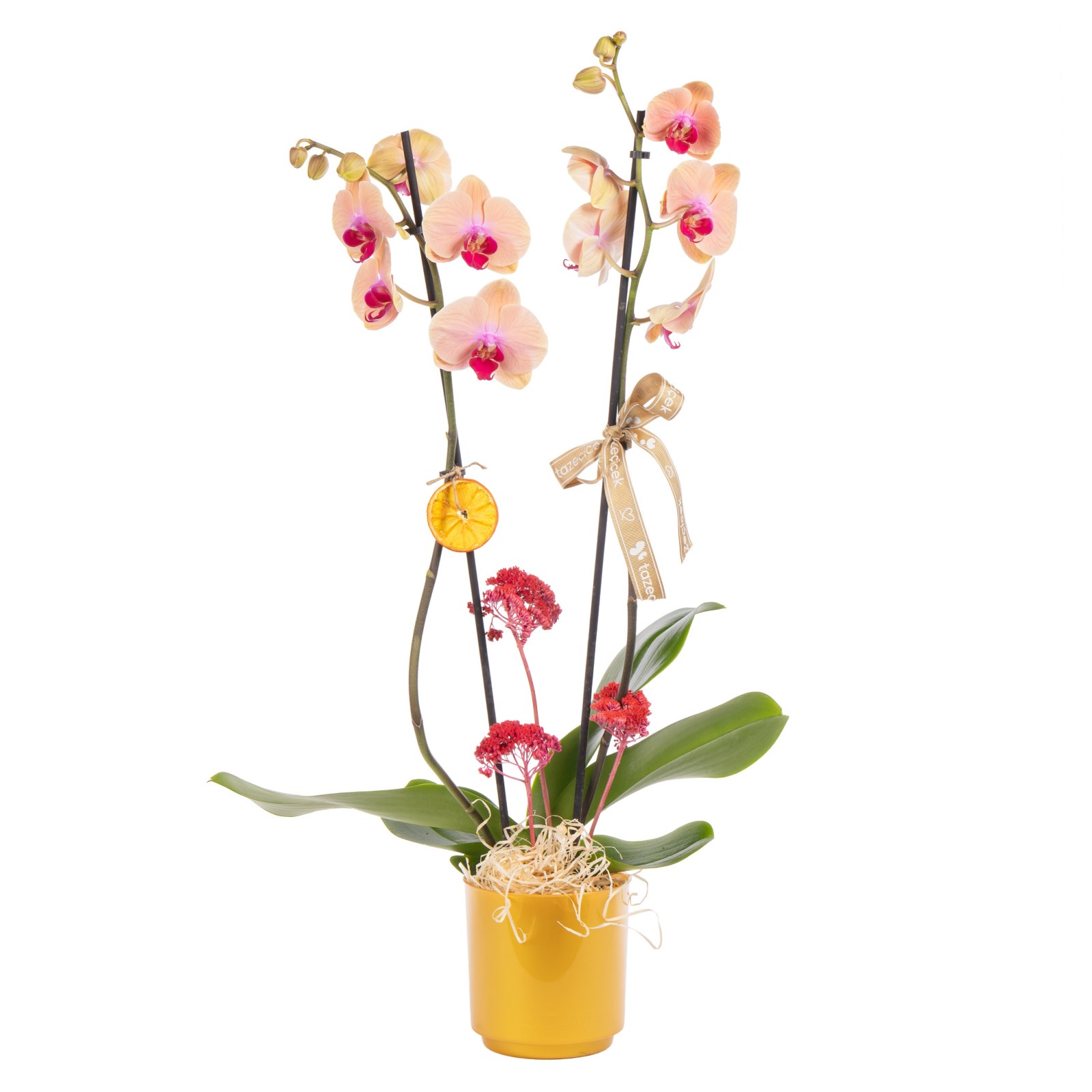 Peach Glow Çift Dallı Orkide
