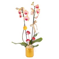 Peach Glow Çift Dallı Orkide