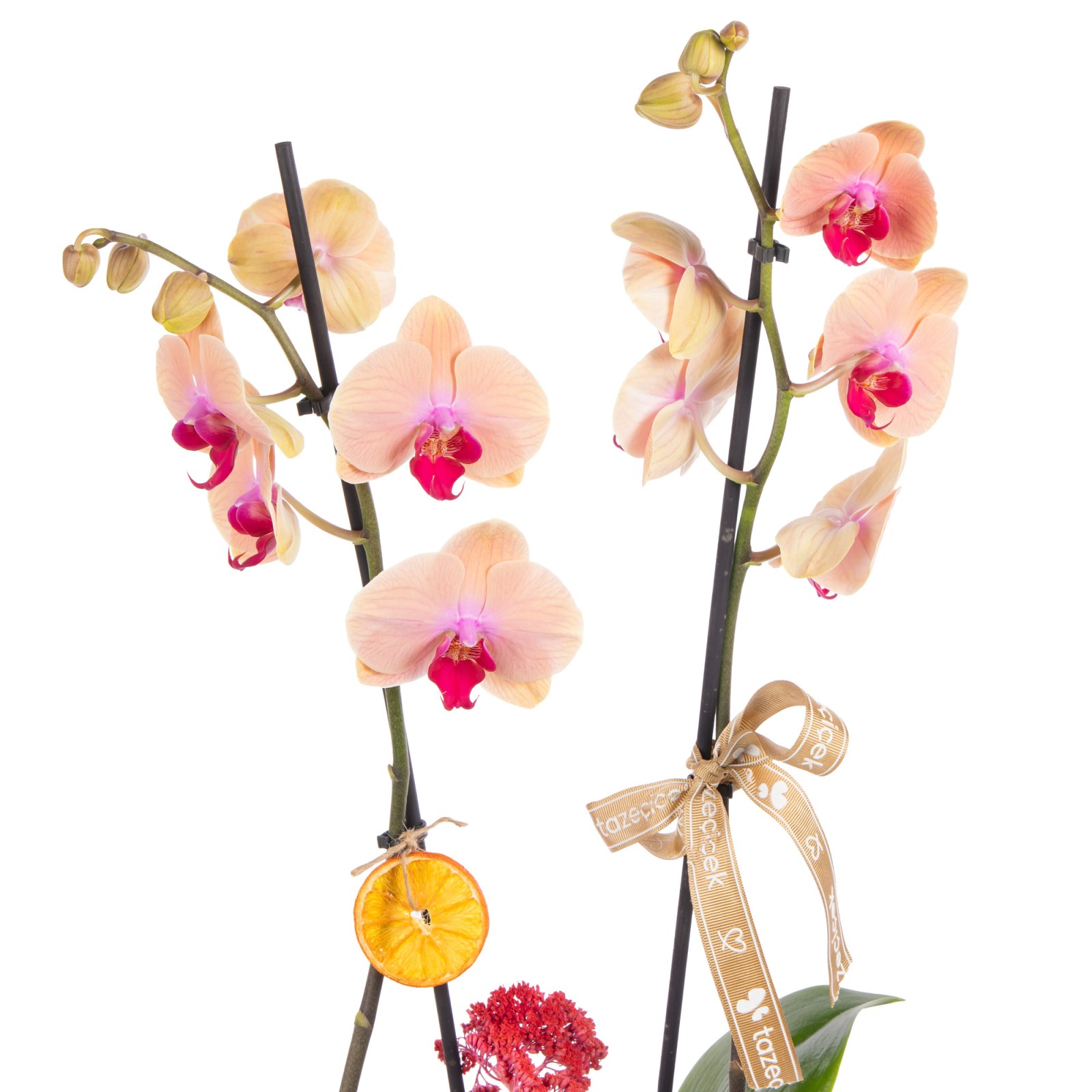 Peach Glow Çift Dallı Orkide