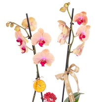 Peach Glow Çift Dallı Orkide