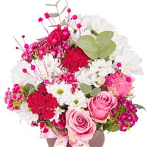Magenta Harmony Papatyalar