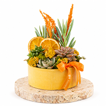 Mini Forest Teraryum
