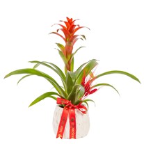 Crimson Peak Guzmanya