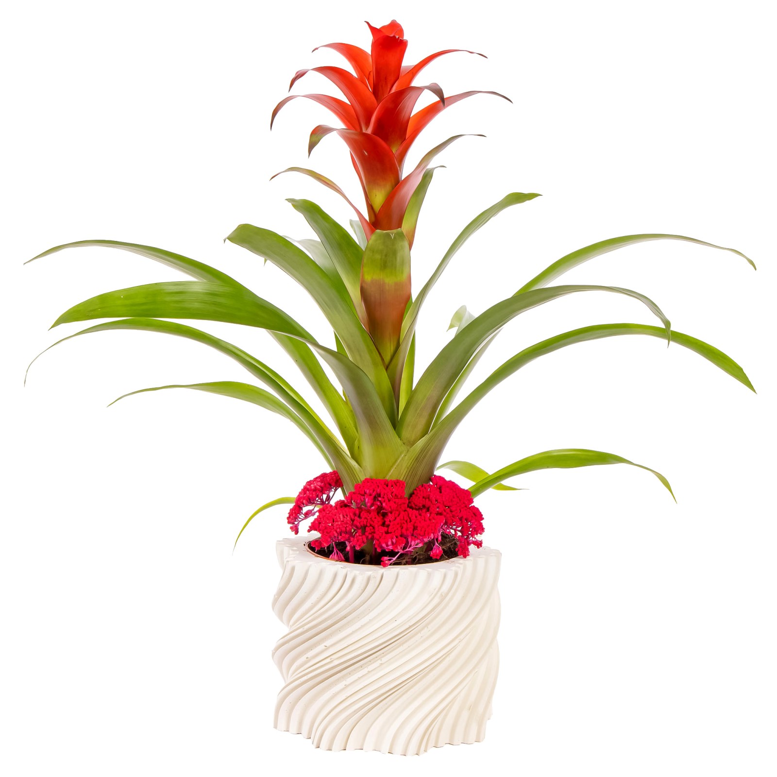 Scarlet Velvet Guzmanya