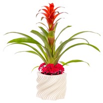 Scarlet Velvet Guzmanya