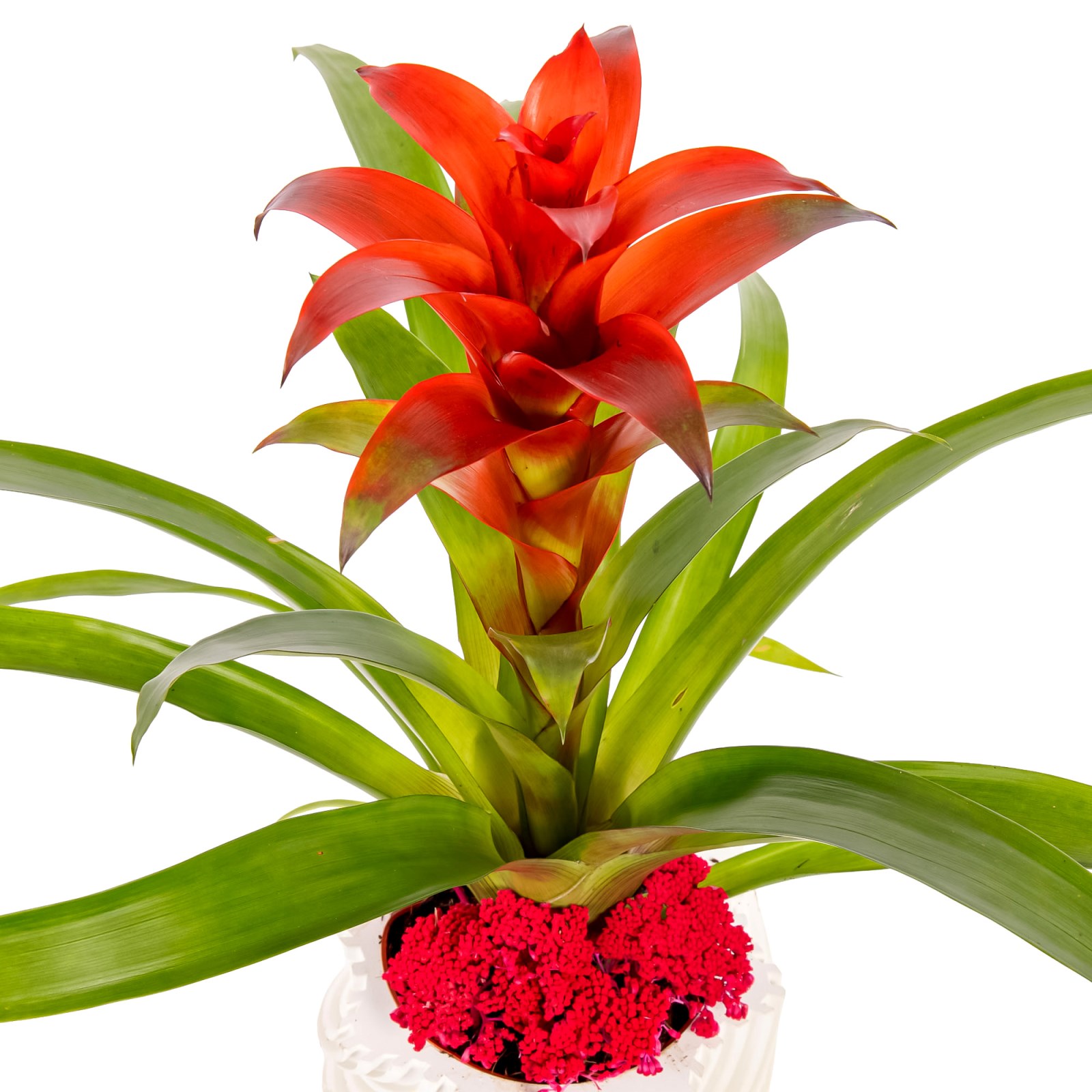 Scarlet Velvet Guzmanya