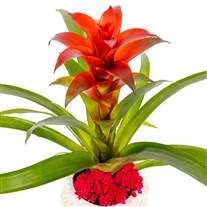 Scarlet Velvet Guzmanya