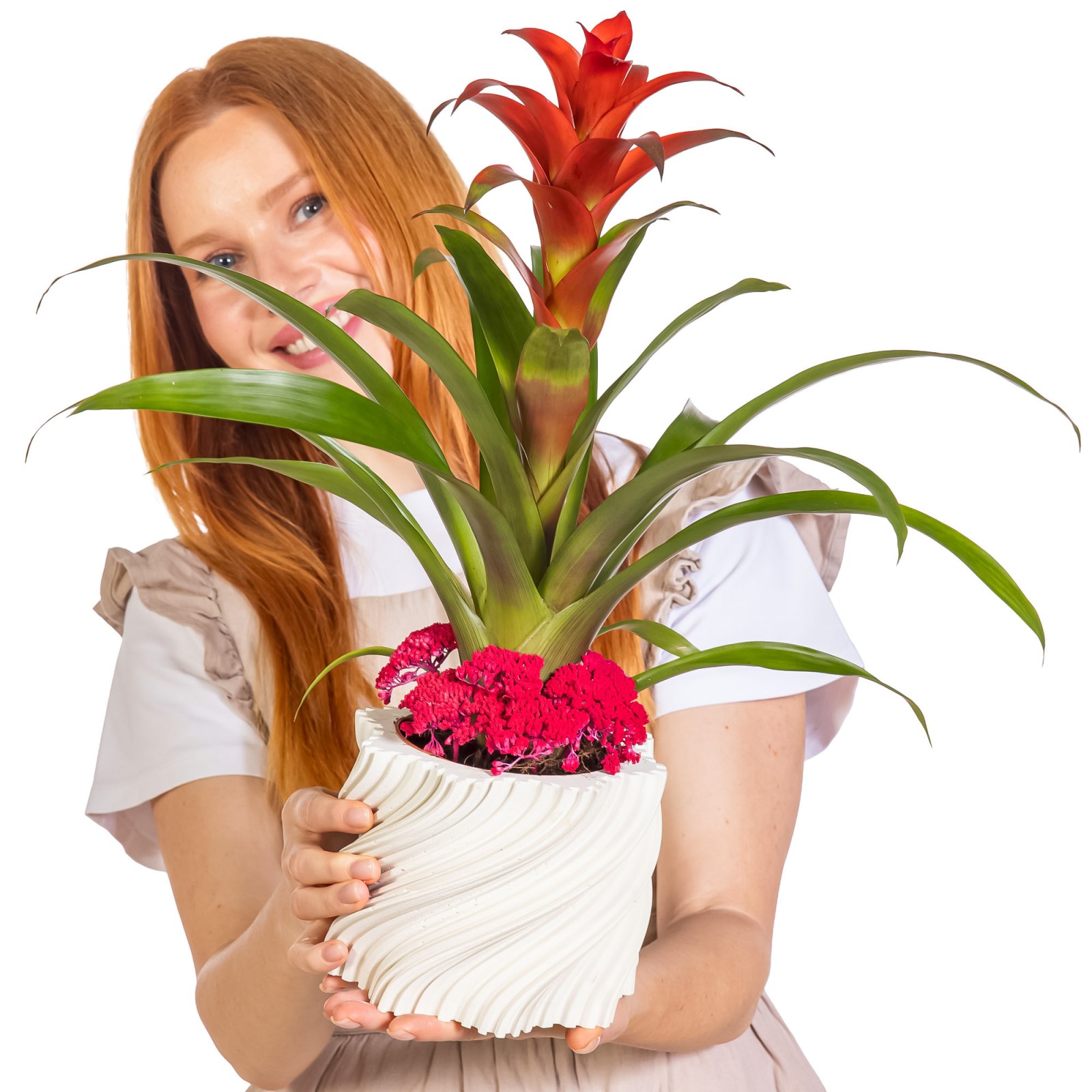 Scarlet Velvet Guzmanya